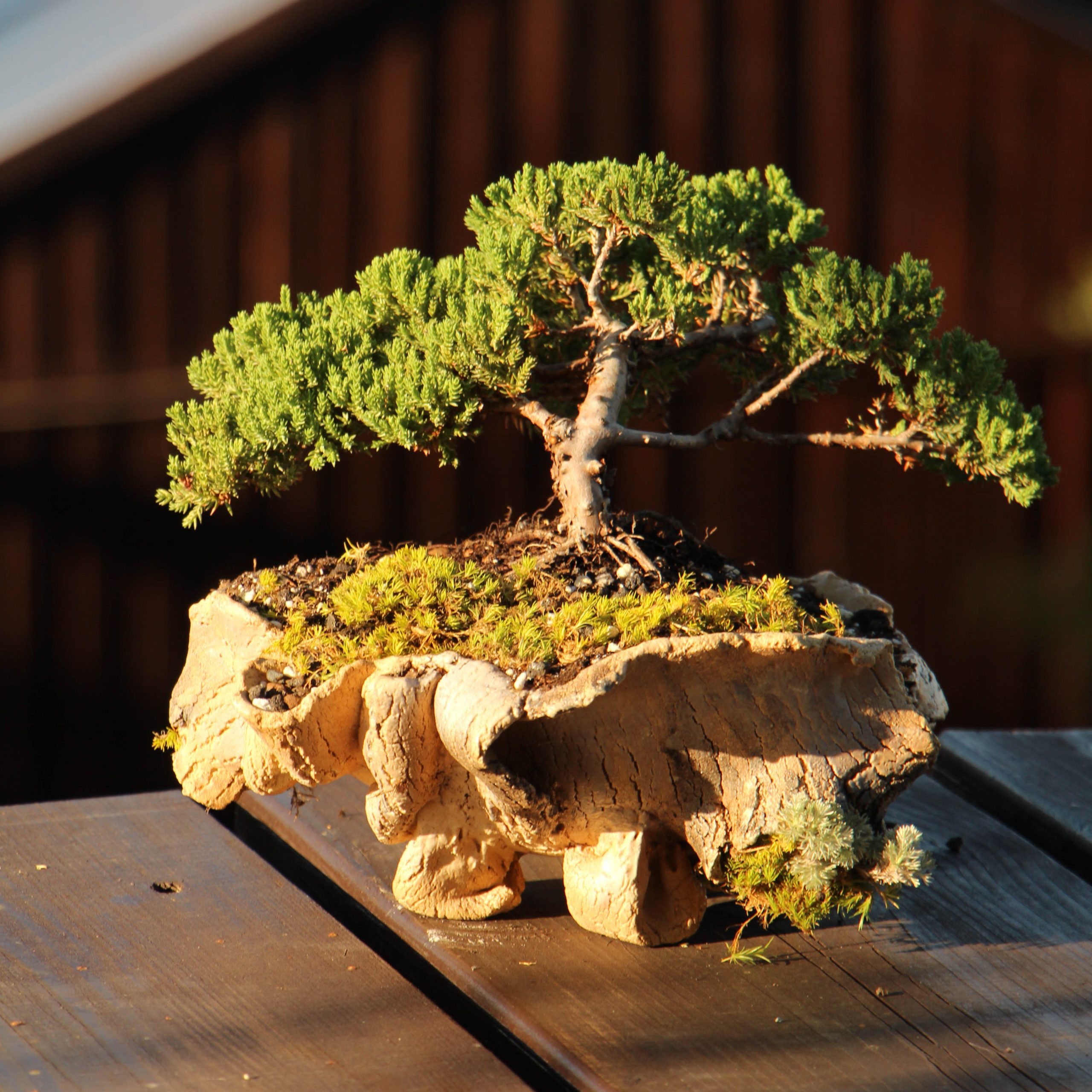 bonsai beograd