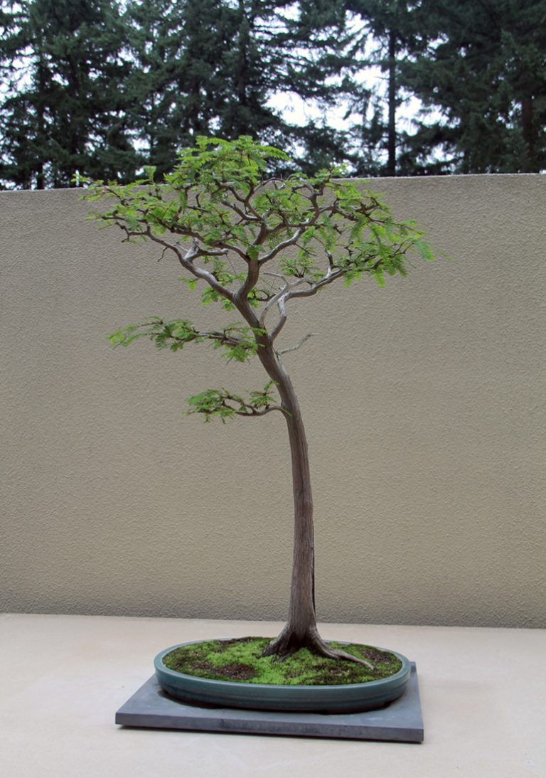 Pacifik je novi raj za bonsai