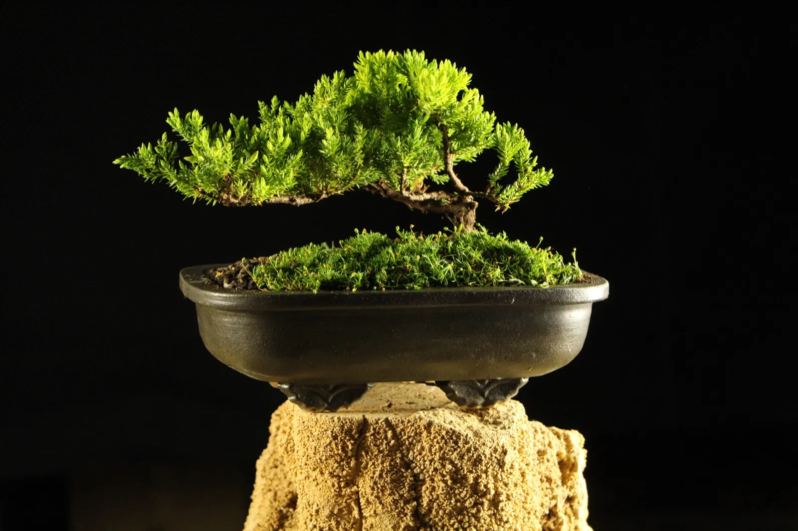 Bonsai kleka Kaizen u crnoj keramickoj posudi sa mahovinom