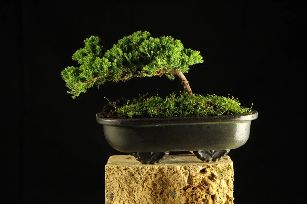 Bonsai drvo, primer 3
