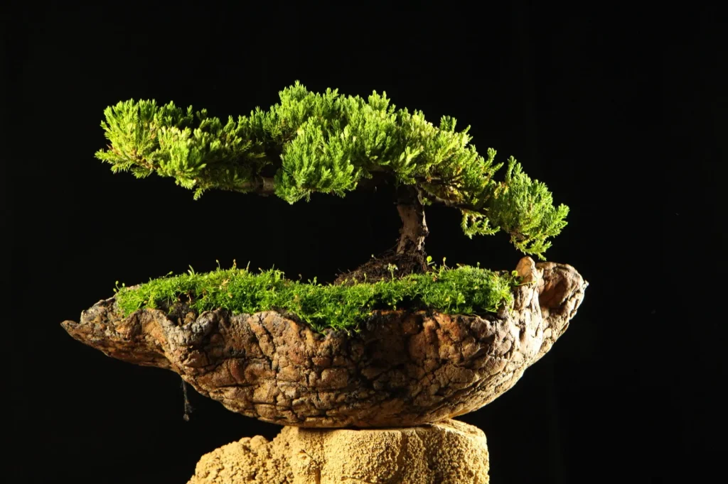 Zreo bonsai kleka Takumi siroke krosnje u Wabi Sabi posudi
