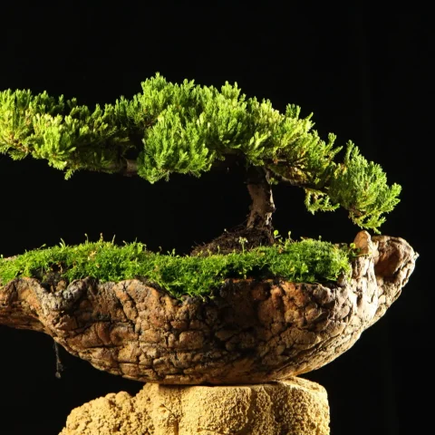 Zreo bonsai kleka Takumi siroke krosnje u Wabi Sabi posudi