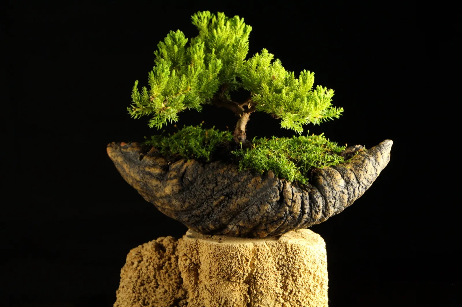 Bonsai kleka Zanshin, ceo profil drveta na crnoj pozadini
