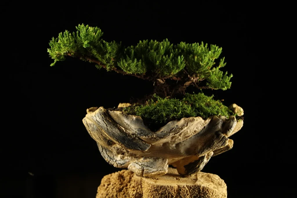 Bonsai kleka Zanshin windswept oblik u Wabi Sabi posudi