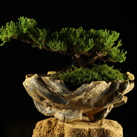 Bonsai kleka Zanshin windswept oblik u Wabi Sabi posudi