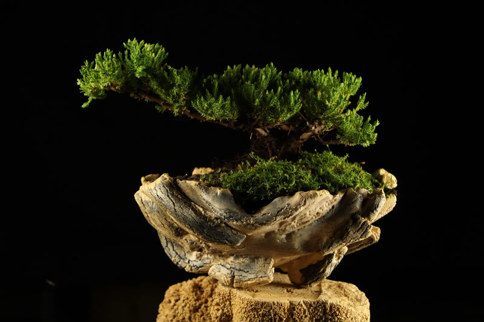 Bonsai kleka Zanshin windswept oblik u Wabi Sabi posudi