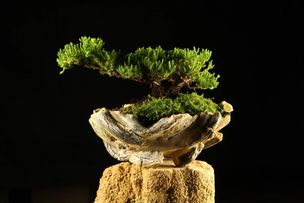 Bonsai drvo, primer 1