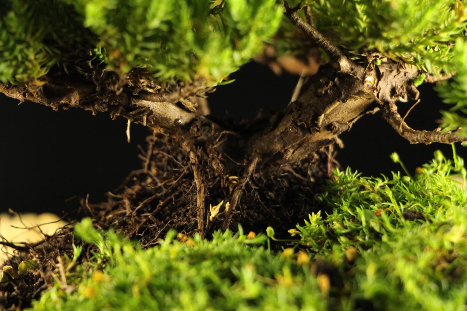 Bonsai kleka Zanshin, ceo profil drveta na crnoj pozadini