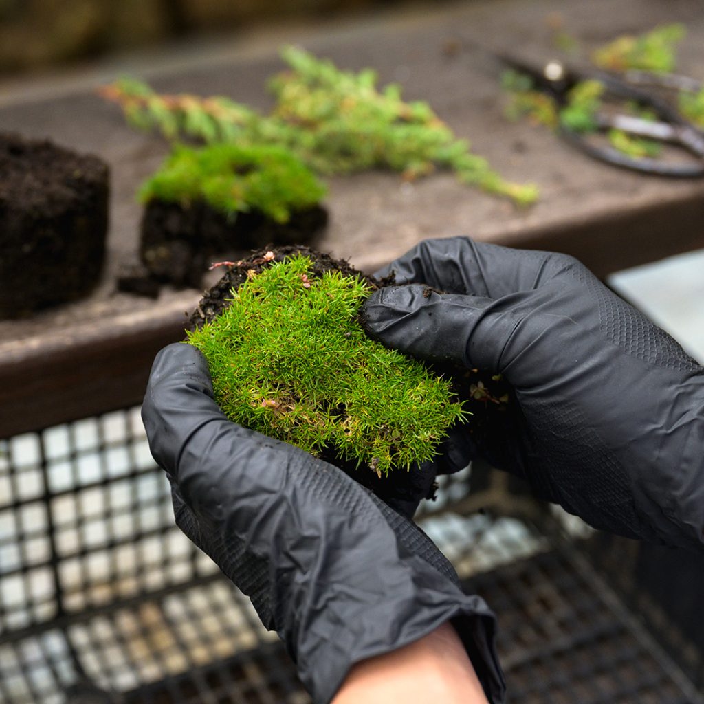 Bonsai kleka u krovnom vrtu Bonsai Studija