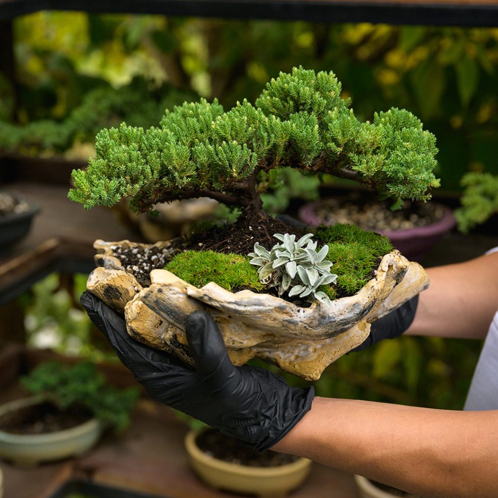 Bonsai kleka u krovnom vrtu Bonsai Studija
