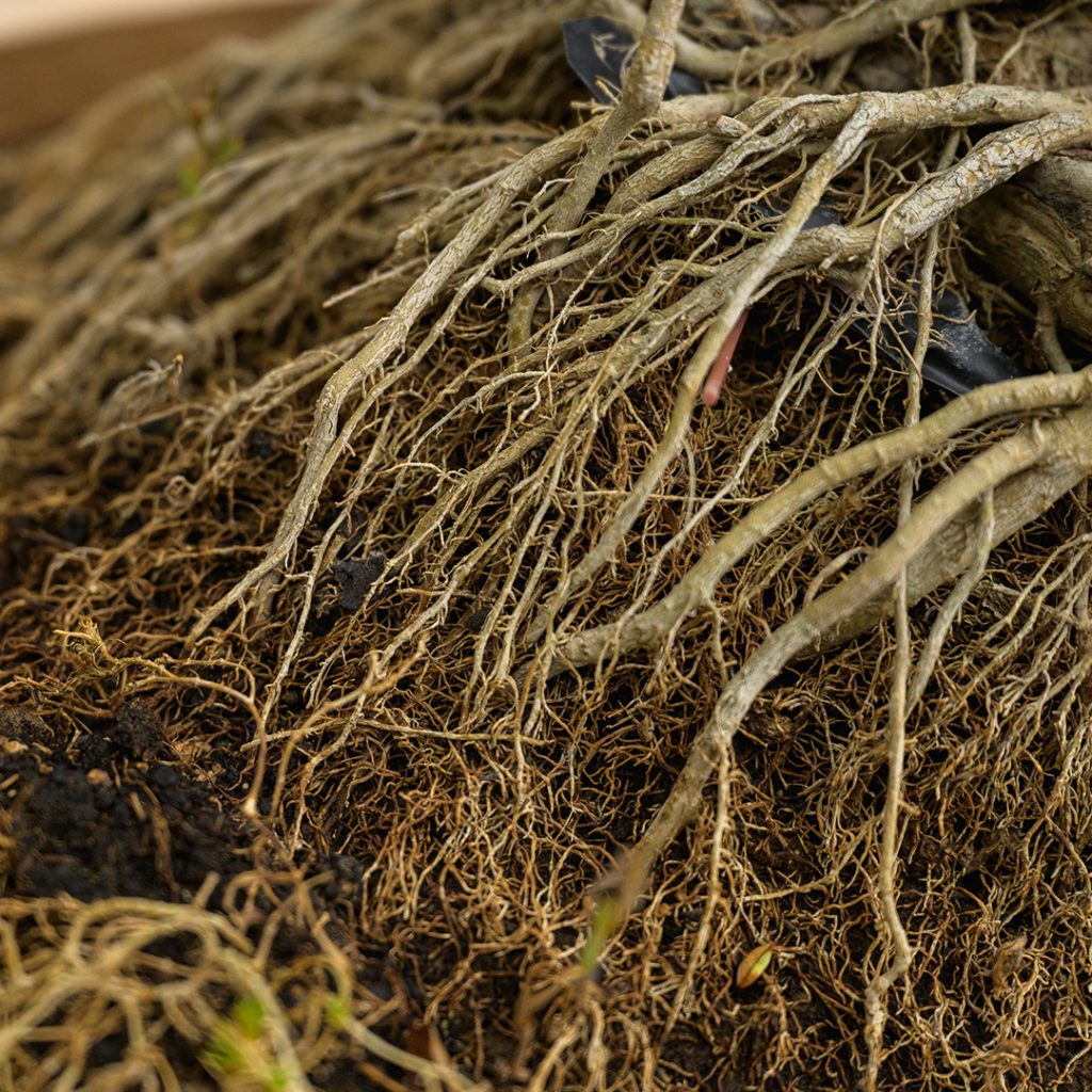 Bonsai kleka iz kolekcije Bonsai Studija
