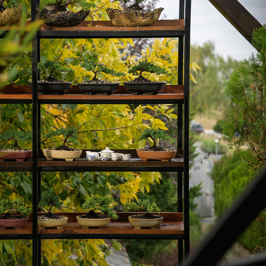 Bonsai kleka iz kolekcije Bonsai Studija