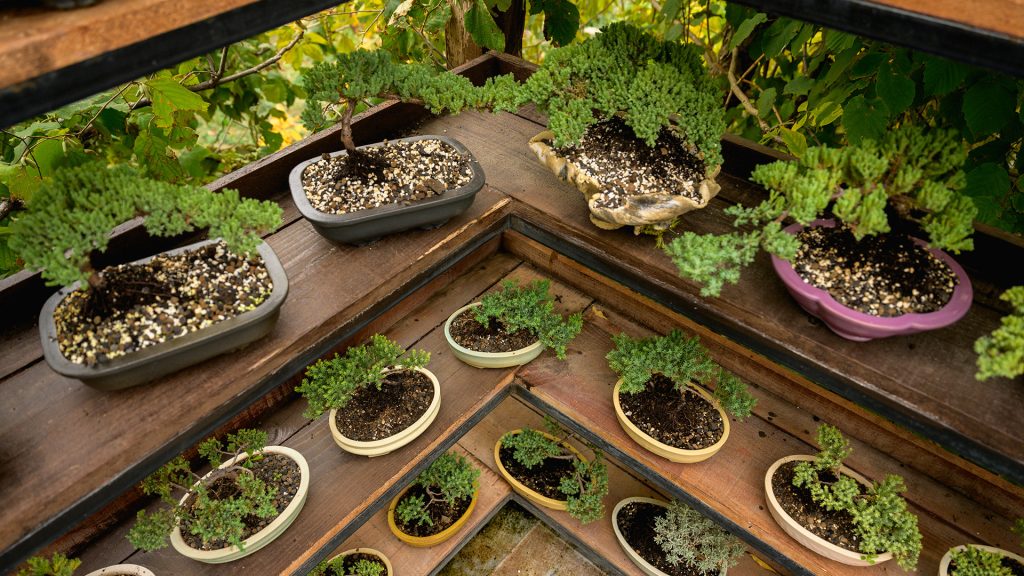 Mladi bonsai primerci kleke za početnike