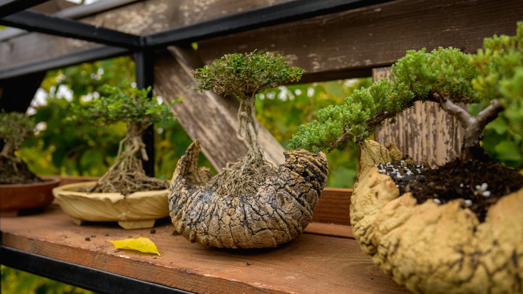 Zreo bonsai kleke u Bonsai Studiju