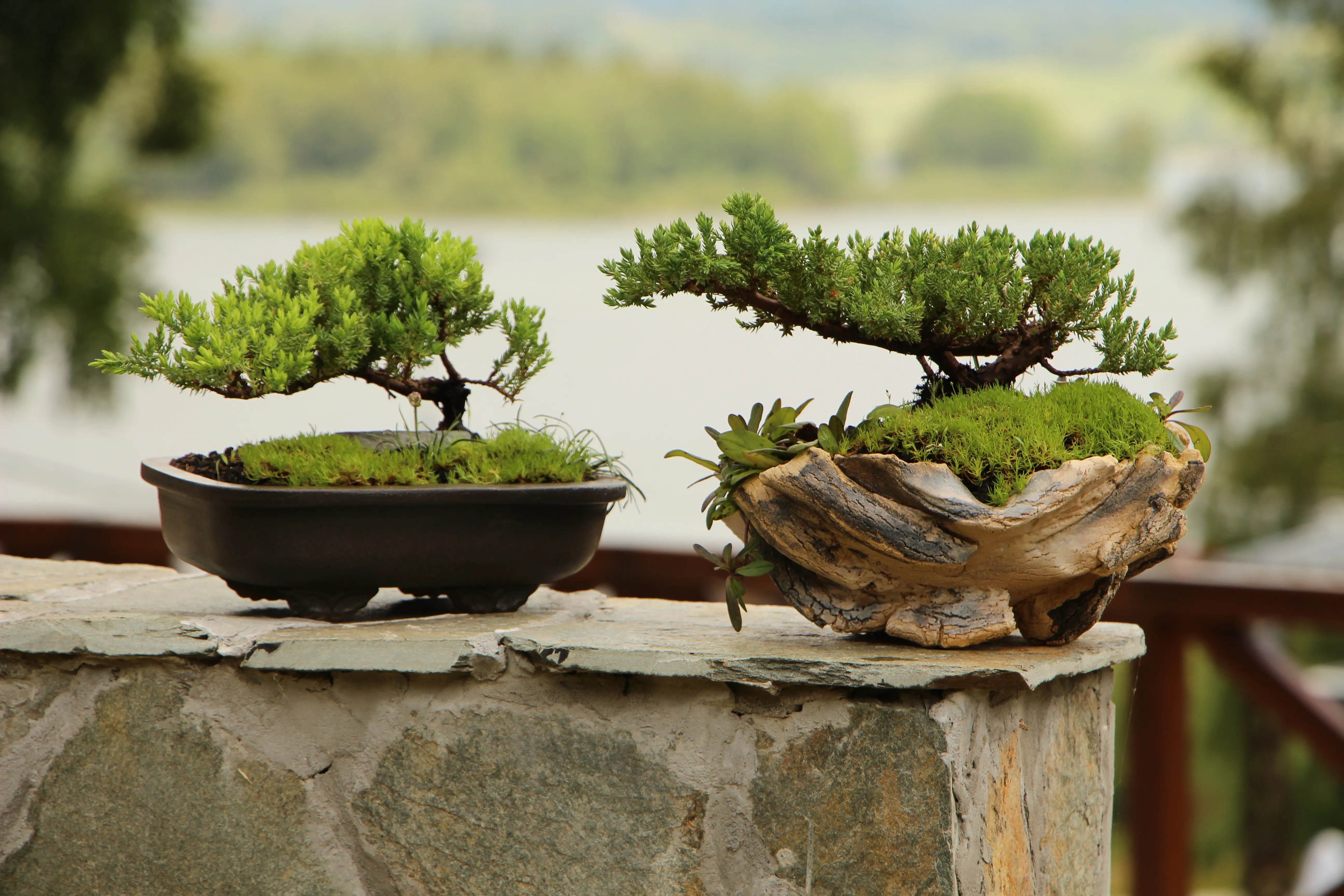 Dve bonsai kleke na otvorenom pored jezera