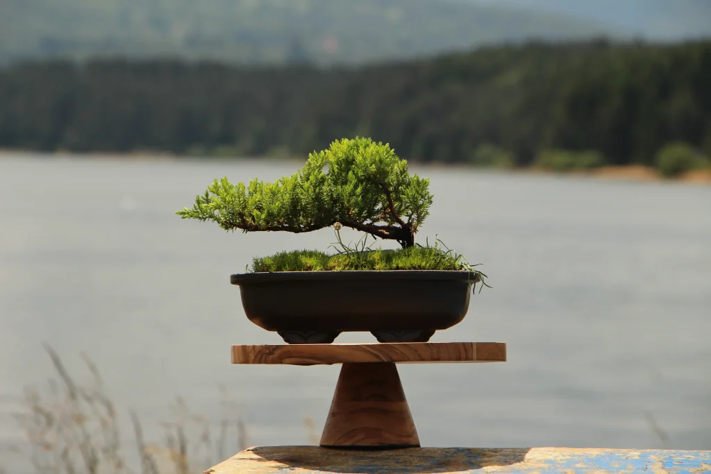 Bonsai kleka u crnoj posudi na otvorenom, vodič za negu