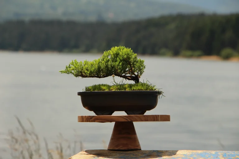 Nega bonsai kleke: Vodič za početnike