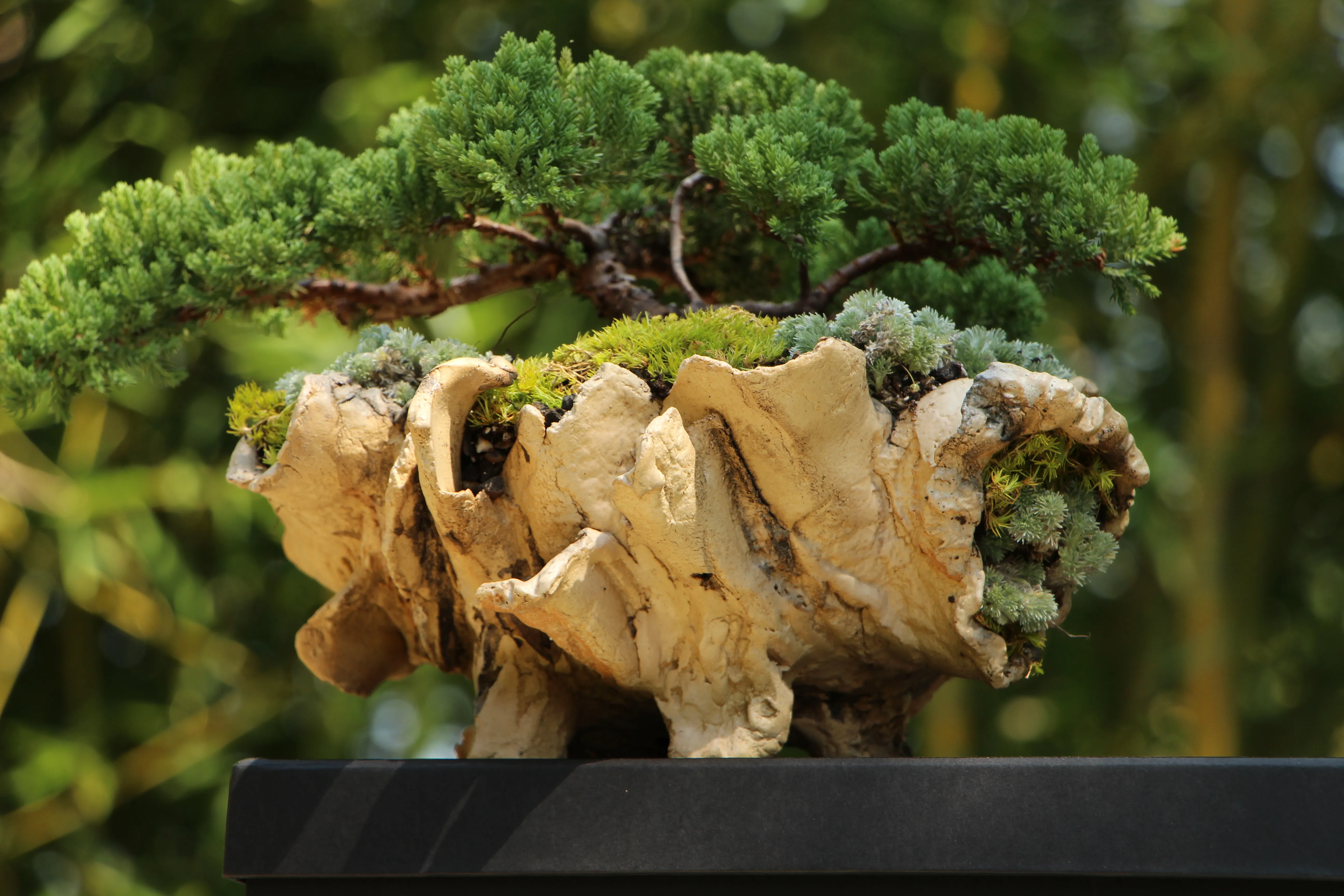 Zreo bonsai kleka bujne krošnje na komadu drveta